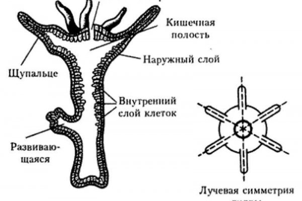 Кракен рабочая ссылка на сайт